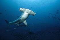 Scalloped Hammerhead Shark (Sphyrna lewini) schooling along deep wall, Wenman Island, Galapagos Islands, Ecuador