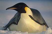 Emperor Penguin (Aptenodytes forsteri) portrait, Princess Martha Coast, Weddell Sea, Antarctica