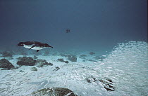 Galapagos Penguin (Spheniscus mendiculus) swimming underwater, Bartolome Island, Galapagos Islands, Ecuador