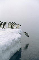 Adelie Penguin (Pygoscelis adeliae) group gathers for mass exodus for safety against Leopard Seals, Ross Sea, Antarctica