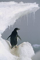 Adelie Penguin (Pygoscelis adeliae) adult, Ross Sea, Antarctica