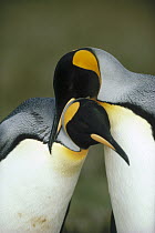 King Penguin (Aptenodytes patagonicus) couple courting, Volunteer Point, Falkland Islands
