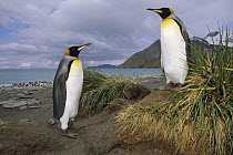 King Penguin (Aptenodytes patagonicus) pair in tussock grass, Gold Harbor, South Georgia Island