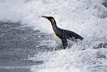 King Penguin (Aptenodytes patagonicus) adult landing on beach, Gold Harbor, South Georgia Island