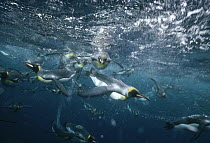 King Penguin (Aptenodytes patagonicus) group swimming underwater offshore from breeding colony, Macquarie Island, sub-Antarctica Australia
