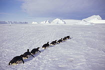 Emperor Penguin (Aptenodytes forsteri) group tobogganing across vast distance of fast ice to nesting rookery, Kloa Point, Edward VIII Gulf, Antarctica