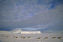 Emperor Penguin (Aptenodytes forsteri) group tobogganing across vast distance of fast ice to nesting rookery, Kloa Point, Edward VIII Gulf, Antarctica