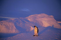 Emperor Penguin (Aptenodytes forsteri) returning across vast distance of fast ice to nesting rookery, Edward VIII Gulf, Antarctica