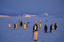Emperor Penguin (Aptenodytes forsteri) group, Kloa Point, Edward VIII Gulf, Antarctica