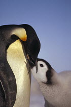 Emperor Penguin (Aptenodytes forsteri) parent feeding chick, Riiser-Larsen Ice Shelf, Weddell Sea, Antarctica