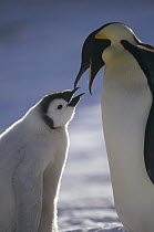 Emperor Penguin (Aptenodytes forsteri) parent feeding chick, Riiser-Larsen Ice Shelf, Weddell Sea, Antarctica