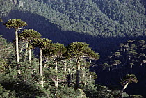 Monkey Puzzle Tree (Araucaria araucana) group tower above Southern Beech trees (Nothofagus sp), Conguillio National Park, Chile