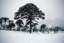 Monkey Puzzle Tree (Araucaria araucana) stand in winter snows, Malacahuello National Reserve, Chile