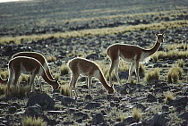 Vicuna (Vicugna vicugna) family group grazing on sparse altiplano vegetation, Pampa Galeras National Reserve, Peru