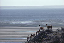 Guanaco (Lama guanicoe) family group in sparse coastal Patagonian steppe habitat, Valdes Peninsula, Patagonia, Argentina
