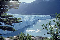 Southern Beech (Nothofagus sp) forest and Petit Moreno Glacier dropping into Lago Argentino, Los Glaciares National Park, Argentina