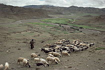 Goat (Capra sp) herder with flock where grazing devastates high ridges near Lakpa La, high pass near base of Mt Everest, Tibet