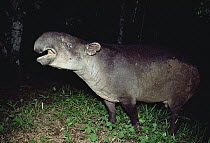 Baird's Tapir (Tapirus bairdii) nocturnal feeding along rainforest margin, Barro Colorado Island, Panama