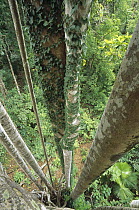 Brown-wolly Fig (Ficus drupacea) tree, 35 meters above the ground, Sulawesi, Indonesia