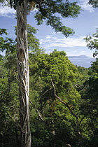 Weeping Fig (Ficus benjamina) with Tarictic Hornbill (Penelopides panini) nest cavity in host Natu tree trunk, Tangkoko-Dua Saudara Nature Reserve, Sulawesi, Indonesia