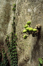True Fig Shell (Ficus variegata) tree, with fruits growing on buttress roots, Tangkoko-Dua Saudara Nature Reserve, Sulawesi, Indonesia