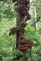 True Fig Shell (Ficus variegata) with heavy crop growing on trunk, Tangkoko-Dua Saudara Nature Reserve, Sulawesi, Indonesia
