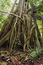 False Banyon (Ficus altissima) surrounded by fallen fruit, Tangkoko-Dua Saudara Nature Reserve, Sulawesi, Indonesia