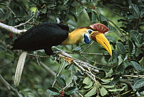 Sulawesi Red-knobbed Hornbill (Aceros cassidix) breeding male in a fruiting Fig tree (Ficus forsteni) 32 meters above the ground in rainforest canopy, Tangkoko-Dua Saudara Nature Reserve, Sulawesi, In...