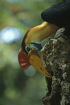 Sulawesi Red-knobbed Hornbill (Aceros cassidix) male delivering figs to female sealed inside hollow tree, Tangkoko-Dua Saudara Reserve, Sulawesi, Indonesia