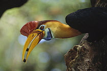 Sulawesi Red-knobbed Hornbill (Aceros cassidix) male delivering figs to female sealed inside hollow tree, Tangkoko-Dua Saudara Reserve, Indonesia