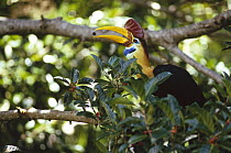 Sulawesi Red-knobbed Hornbill (Aceros cassidix) breeding male in a fruiting Fig (Ficus forsteni) tree, 32 meters above the ground in rainforest canopy, Tangkoko-Dua Saudara Nature Reserve, Sulawesi, I...
