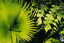 Fishtail Palm (Caryota mitis) and Woka Palms (Livingstonia rotundifolia) in small forest floor sun gap, Tangkoko-Dua Saudara Reserve, Sulawesi, Indonesia