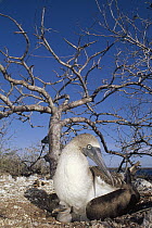 Blue-footed Booby (Sula nebouxii) with chick amongst leafless trees (Bursera sp) in dry season, Seymour Island, Galapagos Islands, Ecuador