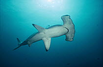 Scalloped Hammerhead Shark (Sphyrna lewini) swimming along deep wall, Wenman Island, Galapagos Islands, Ecuador