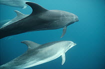Bottlenose Dolphin (Tursiops truncatus) resident pod underwater, Roca Redonda, Galapagos Islands, Ecuador