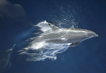 Bottlenose Dolphin (Tursiops truncatus) leaping playfully through calm inter-island seas, Hood Island, Galapagos Islands, Ecuador