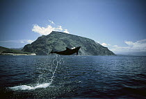 Bottlenose Dolphin (Tursiops truncatus) adult leaping, Volcan Ecuador, Isabella Island, Galapagos Islands, Ecuador