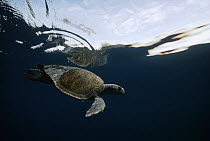 Olive Ridley Sea Turtle (Lepidochelys olivacea) in open ocean, between northern islands, Galapagos Islands, Ecuador