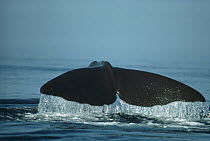 Sperm Whale (Physeter macrocephalus) adult female in breeding grounds, Galapagos Islands, Ecuador
