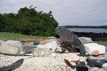 Marine Iguana (Amblyrhynchus cristatus) shares habitat with seaborne trash from shipping trade, Puerto Ayora, Santa Cruz Island, Galapagos Islands, Ecuador