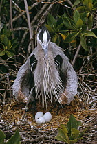 Great Blue Heron (Ardea herodias) nesting in Mangrove (Avicennia sp), Turtle Bay, Santa Cruz Island, Galapagos Islands, Ecuador