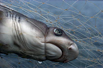 Illegal gillnet fishing officially banned since 1989 Illicit gill nets snare baby sharks in mangrove nurseries, Academy Bay, Santa Cruz Island, Galapagos Islands, Ecuador