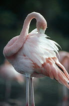 Greater Flamingo (Phoenicopterus ruber) preening, color derived from pigment in Brine Shrimp a main food source, Rabida Island, Galapagos Islands, Ecuador