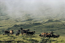 Feral Cattle (Bos taurus) herd roaming grassy slope stripped of native vegetation, Cerro Azul, Isabella Island, Galapagos Islands, Ecuador