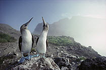 Blue-footed Booby (Sula nebouxii) pair overlooking nesting colony, Punta Vicente, Isabella Island, Galapagos Islands, Ecuador
