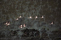 Greater Flamingo (Phoenicopterus ruber) flock traveling over coastal vegetation, Floreana Island, Galapagos Islands, Ecuador