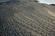Marine Iguana (Amblyrhynchus cristatus) tracks on black lava beach after group returned from feeding, Cape Douglas, Fernandina Island, Galapagos Islands, Ecuador