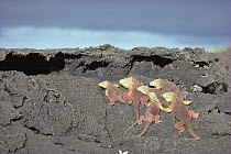 Galapagos Land Iguana (Conolophus subcristatus) rare social group basking together, Fernandina Island, Galapagos Islands, Ecuador