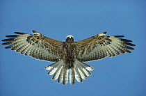 Galapagos Hawk (Buteo galapagoensis) flying, Fernandina Island, Galapagos Islands, Ecuador