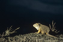 Galapagos Land Iguana (Conolophus subcristatus) female on caldera rim, Fernandina Island, Galapagos Islands, Ecuador